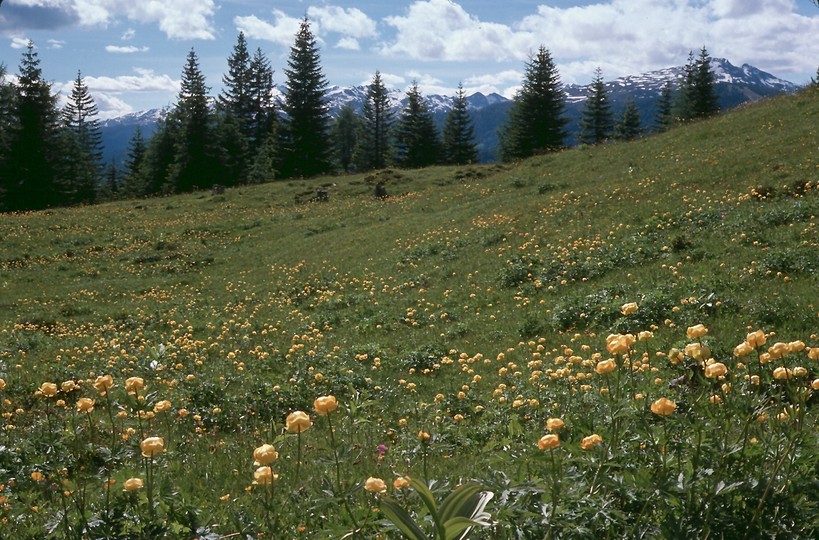 Trollius europaeus