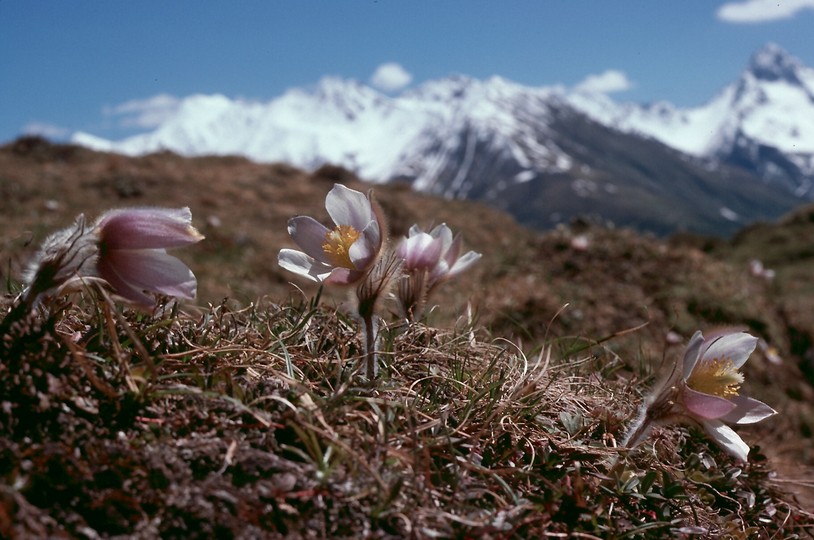 Pulsatilla vernalis