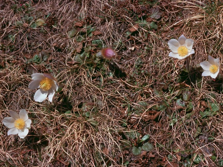 Pulsatilla vernalis