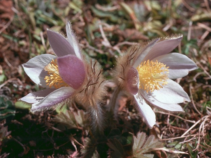 Pulsatilla vernalis