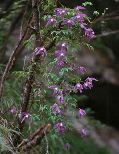 Clematis alpina