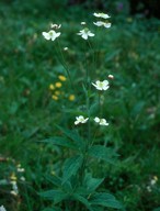 Ranunculus platanifolius