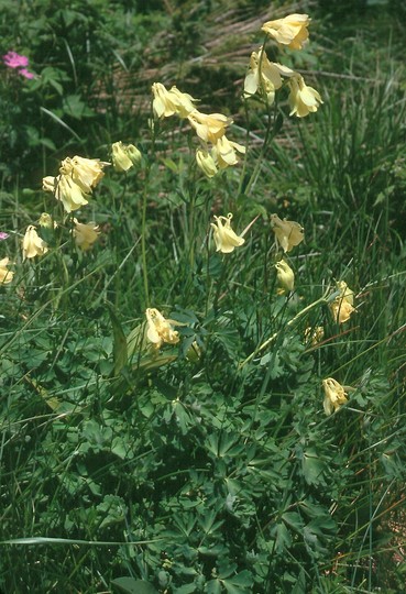 Aquilegia aurea