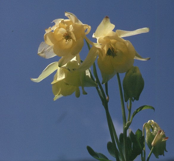 Aquilegia aurea