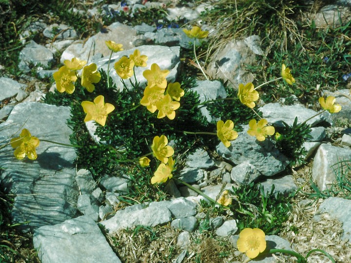 Ranunculus sartorianus