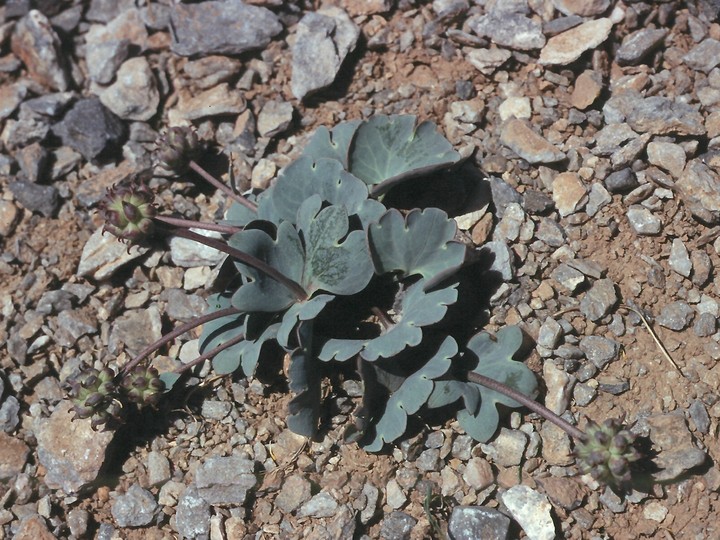 Ranunculus brevifolius