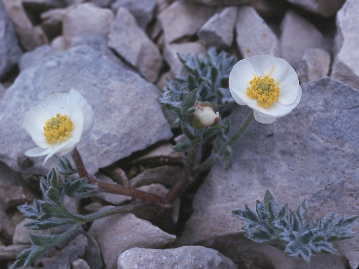 Ranunculus seguieri