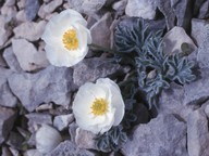 Ranunculus seguieri