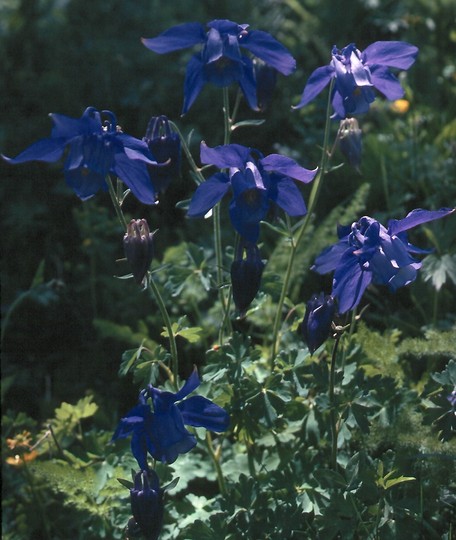 Aquilegia alpina