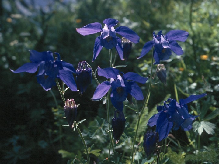 Aquilegia alpina