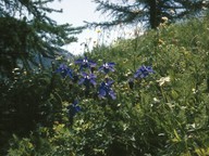 Aquilegia alpina