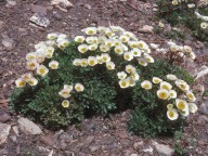 Ranunculus glacialis