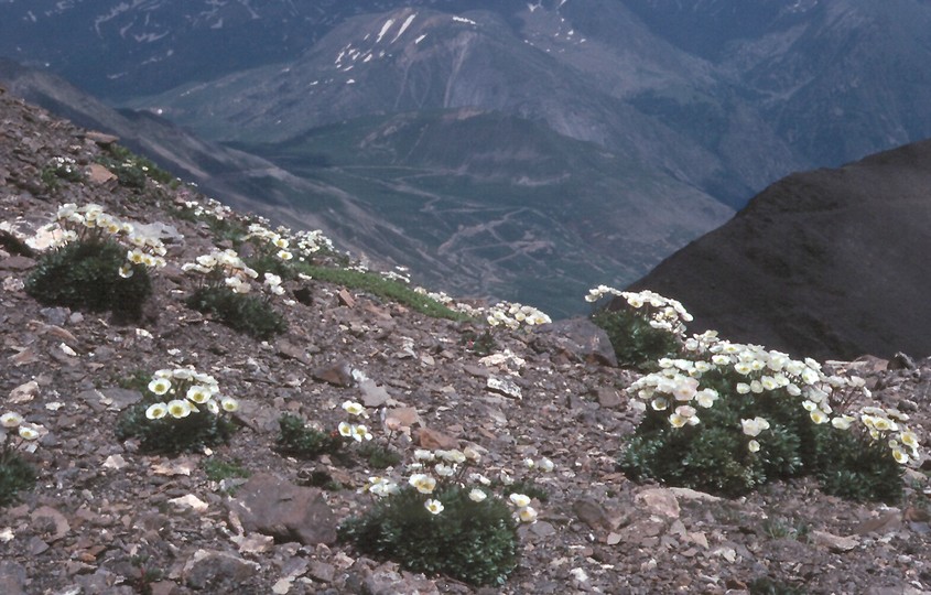 Ranunculus glacialis