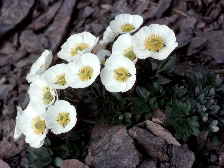 Ranunculus glacialis