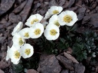 Ranunculus glacialis