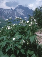 Ranunculus aconitifolius