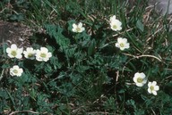 Callianthemum coriandrifolium