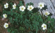 Callianthemum coriandrifolium