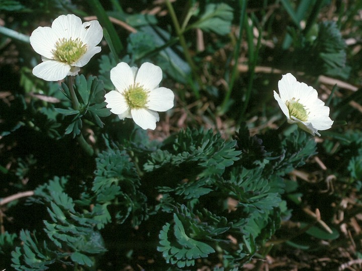 Callianthemum coriandrifolium