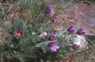 Pulsatilla halleri