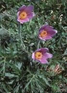 Pulsatilla halleri