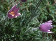 Pulsatilla halleri