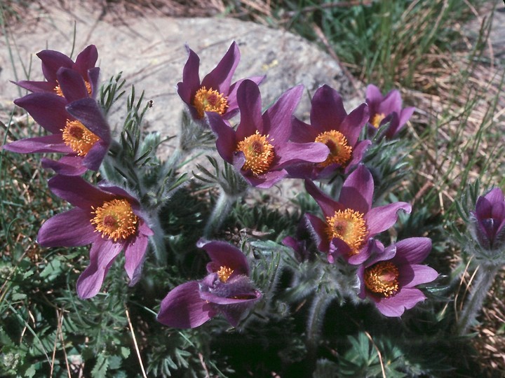 Pulsatilla halleri