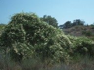 Clematis vitalba