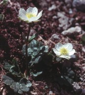 Ranunculus crenatus