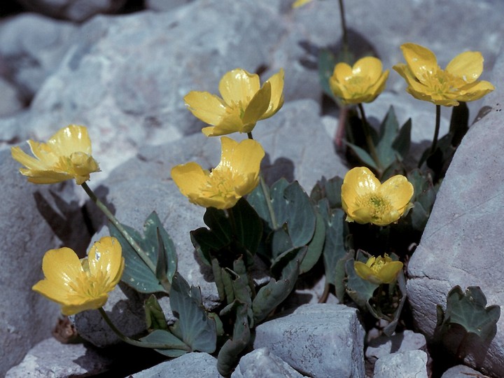 Ranunculus brevifolius