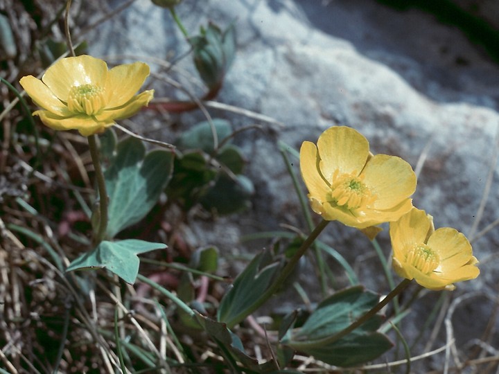 Ranunculus brevifolius