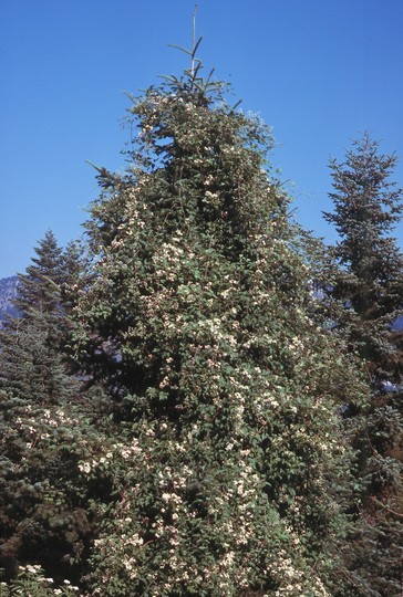 Clematis vitalba