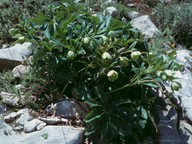 Helleborus cyclophyllus