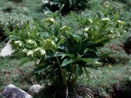 Helleborus cyclophyllus