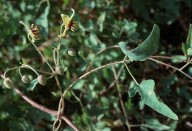 Clematis orientalis?