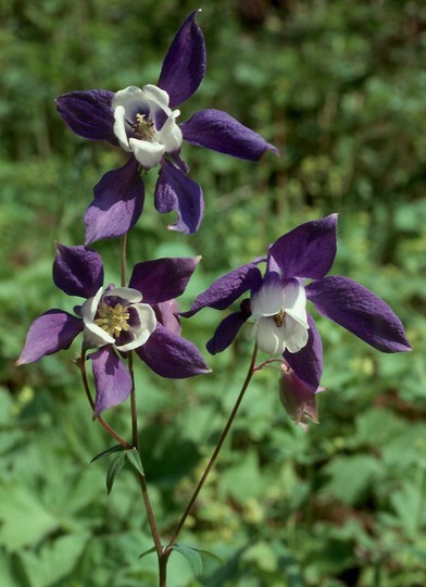 Aquilegia sp.