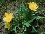 Ranunculus sp.