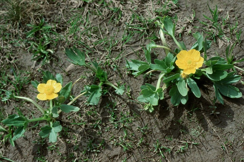 Ranunculus sp.