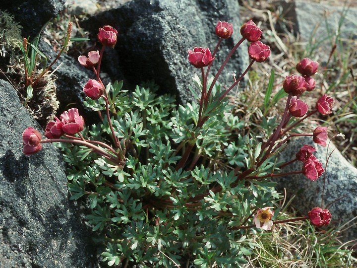 Ranunculus glacialis