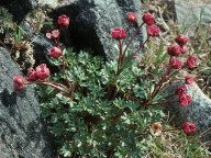 Ranunculus glacialis