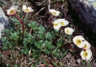 Ranunculus glacialis