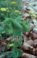 Ranunculus thora