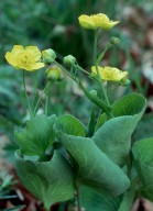 Ranunculus thora