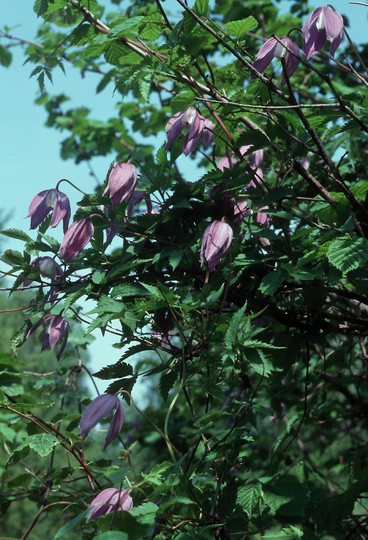 Clematis alpina