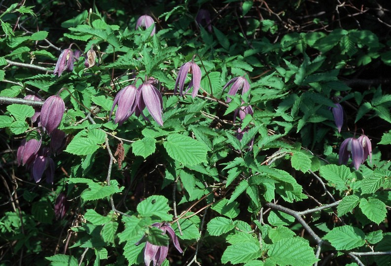 Clematis alpina