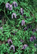 Clematis alpina