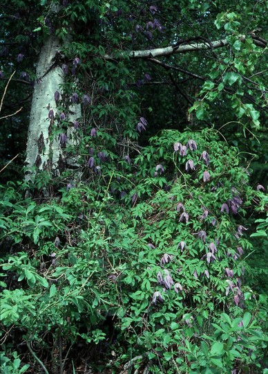 Clematis alpina