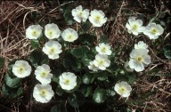 Ranunculus alpestris