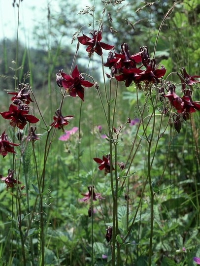 Aquilegia atrata