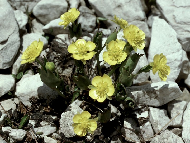 Ranunculus hybridus